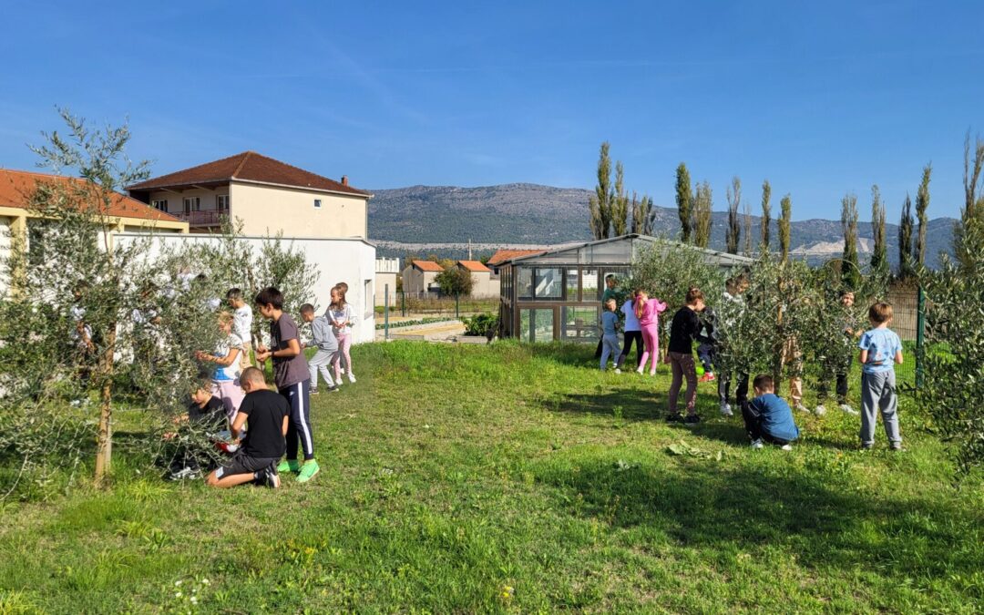 Berba maslina u školskom vrtu