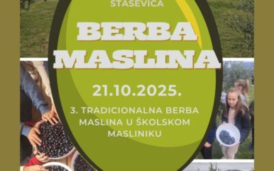 Berba maslina u školskom masliniku