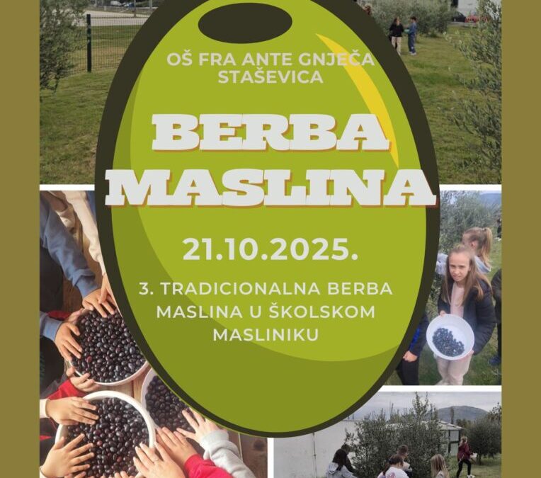 Berba maslina u školskom masliniku